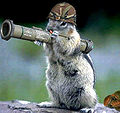 Army squirrel.jpg